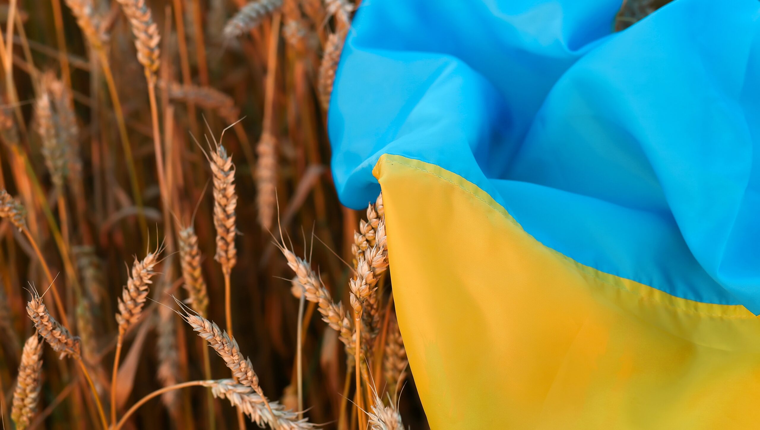 Flag,Of,Ukraine,Is,Blue-yellow,Lying,On,Ripe,Wheat.,Yellow