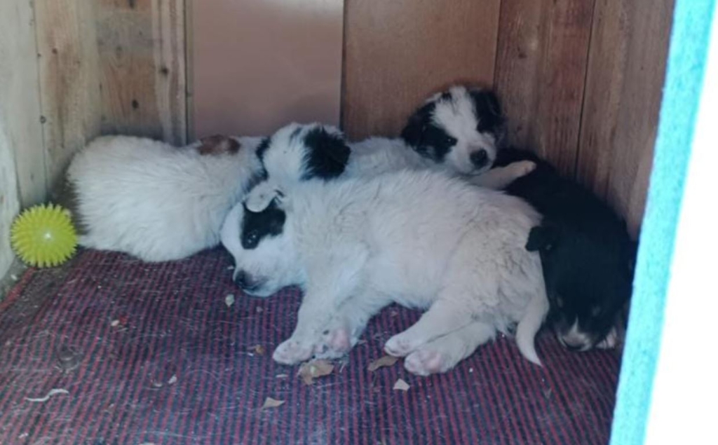 caini capturati aprilie aspa