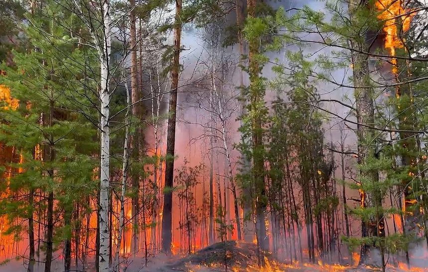 incendii padure rusia