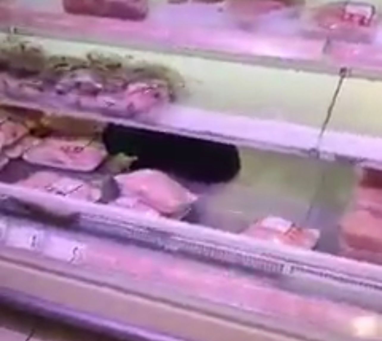 Captură Video Facebook/ Sorin Sorin/pisica