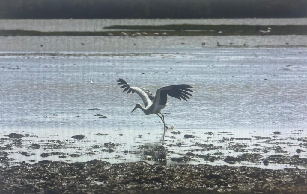 Doñana National Park Cristina Quicler/AFP